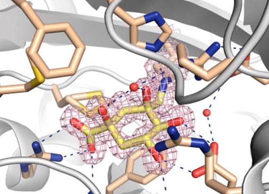 Chemical Modification of a Dehydratase Enzyme Involved in Bacterial Virulence by an Ammonium Derivative: Evidence of its Active Site Covalent Adduct