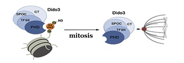 Dido3 modula la expresión de genes