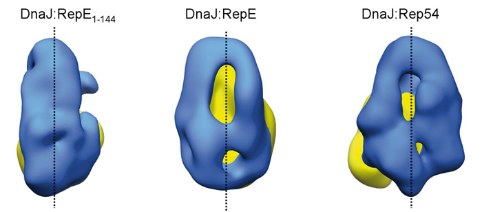 Structural insights into the chaperone activity of the 40 kDa heat shock protein DnaJ. Binding and remodeling of a native substrate