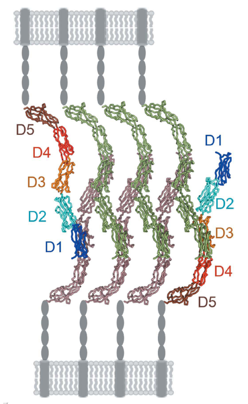 Modelo molecular del complejo de adhesión formado por ICAM-5 en neuronas.