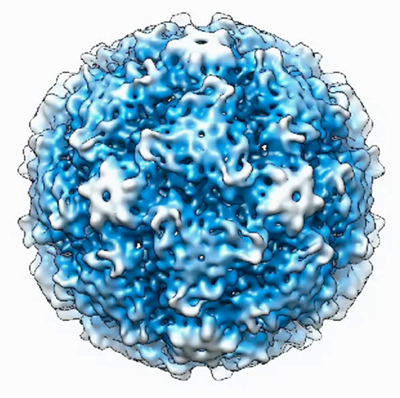 rhyinovirus
