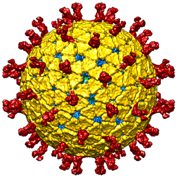 Modelo de la superficie externa de un rotavirus (Imagen: D. Luque & JM Rodríguez)