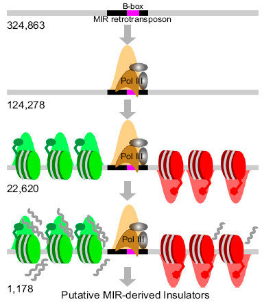 QMIR retrotransposon sequences provide insulators to the human genome