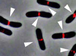 FtsN durante la división celular