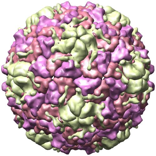 Rhinovirus humano 2