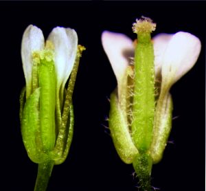 Flores de Arabidopsis donde se aprecia la diferencia de pelo, 