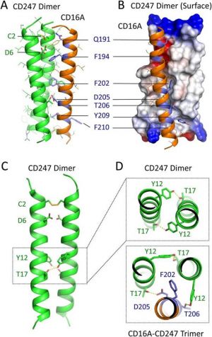 Modelo de ensamblaje entre CD16A y un dímero de CD247