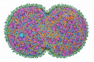 Imagen artística de una sección de una célula JCVI-synA3 en división. David S. Goodsell, RCSB Protein Data Bank. doi: 10.2210/rcsb_pdb/goodsell-gallery-042