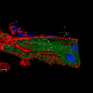 Reconstrucción tridimensional de  células de Purkinje cardíacas infectadas con el virus de la gripe. En verde se muestran el interior de las células de Purkinje en el tejido cardíaco. En rojo se muestra el contorno celular y en azul los núcleos de las células. El virus de la gripe aparece en blanco en el interior de las células.
