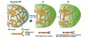 Las proteínas no estructurales del reovirus, σNS y μNS,  son las encargadas del remodelar el RE celular y de usarlo como andamiaje para ensamblar la factoría viral.