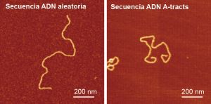 Imagen del plegamiento de moléculas de ADN con diferente secuencia tomada  con un microscopio de fuerzas atómicas (AFM)