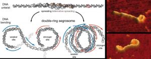 Esquema e imagen del doble anillo de ADN