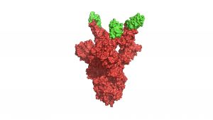 Imagen de la estructura de los snticuerpos neutralizantes (en verde) que se unen al dominio RBD (en rojo) de la proteína Spike del SARS-CoV2