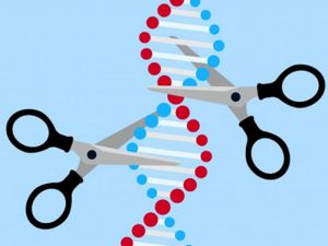 La ‘tijeras’moleculares CRISPR han revolucionado la edición genética. 