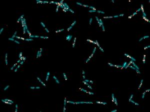 Proteína fluorescente amarilla confinada en las balsas lipídicas de la bacteria Bacillus subtilis. En azul se muestran las bacterias completas