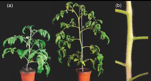 SpBRANCHED1a of Solanum pennellii and tomato plants with reduced branching comprising this heterologous SpBRANCHED1a gene