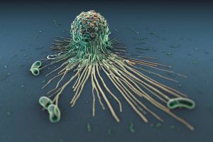 Macrófago en acción atacando bacterias