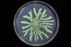 Cultivo de un mutante de Pseudomonas aeruginosa resistente a antibióticos