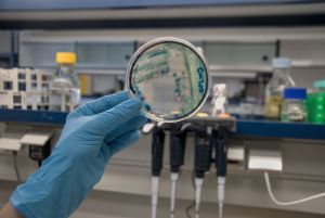 Placa de Petri con un cultivo de la bacteria Klebsiella pneumoniae. 