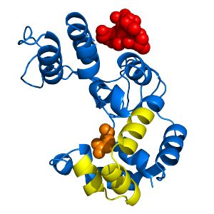Representación de la estructura de la endolisina Pae87. La secuencia del péptido P87 se observa en amarillo, el residuo catalítico en naranja y el peptidoglicano unido en rojo