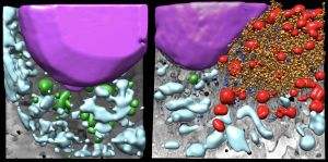 Imágenes tridimensionales de un fragmento de célula control (izq.) y célula infectada con SARS-CoV-2 (dcha,) donde se ve parte del núcleo celular (morado), las mitocondrias sanas (verde), las mitocondrias modificadas por la infección (rojo), las vacuolas (azul claro), la factoría viral (amarillo) y las partículas virales (azul fuerte). 