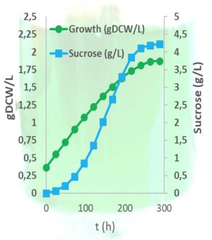 Growth-coupled and salt-stress independent production of sucrose from CO2
