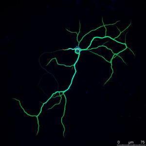 Neurona. Img by I.Anton'sLab