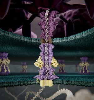 Imagen artística de la estructura proteica que utiliza el fago T7 para romper la pared bacteriana, resuelta por microscopía electrónica 