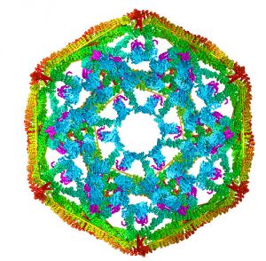 Cross section of a clathrin cage (interior blue, exterior yellow/orange)