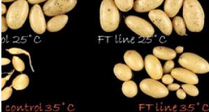Potato plants that are able to tuberize under heat stress conditions and the method to produce them