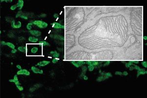 Bioimagen: el CNB mira al futuro de la microscopía