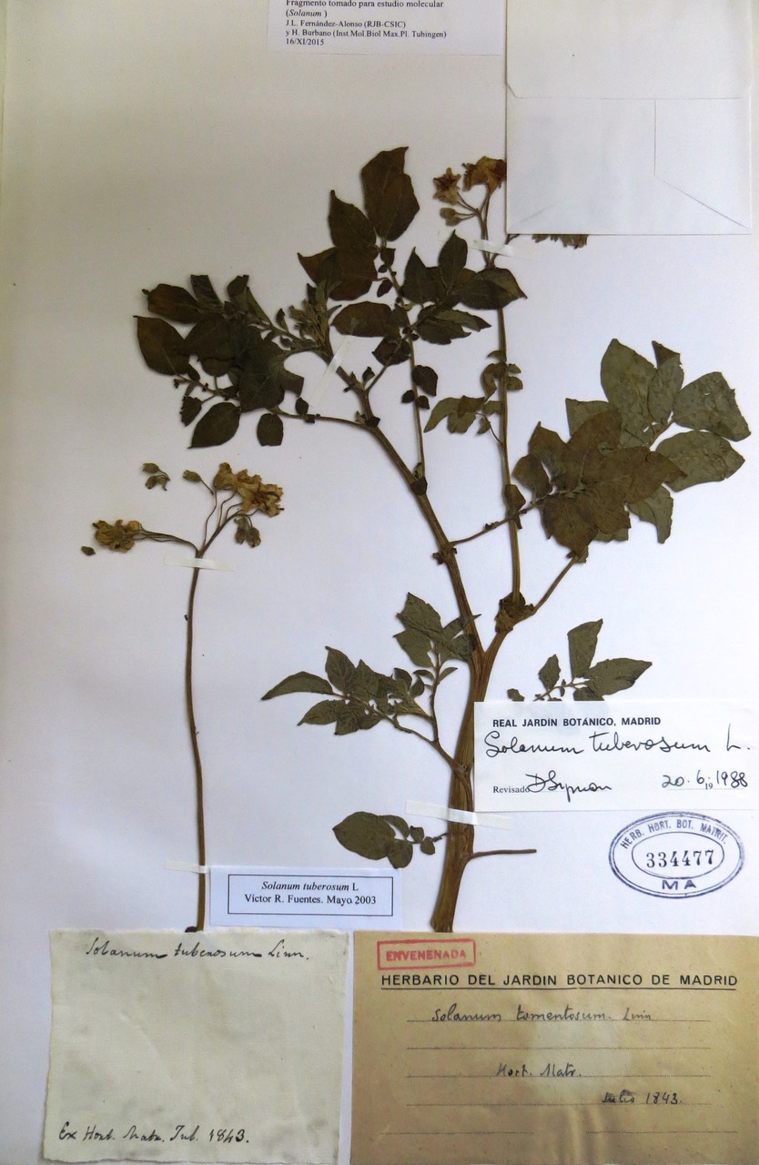 Solanum tuberosum Coleccion del herbario RJB ano1843