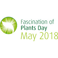 fascination plant day