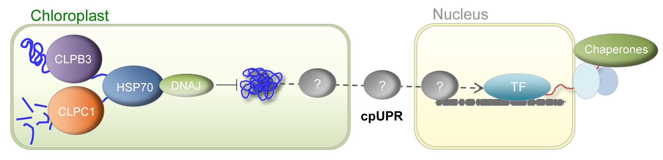 ResearchLineImage