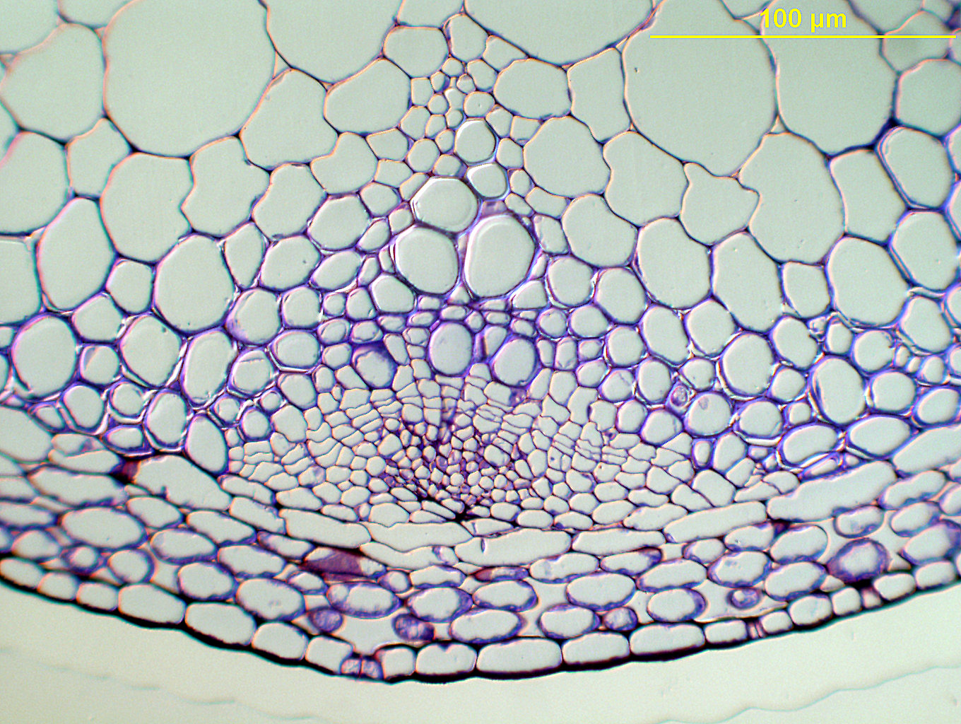 Histology arabidopsis stem section