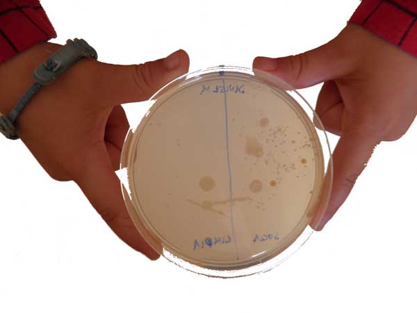 ¿Cuántas bacterias hay en tus manos?