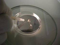 Servicio de Criopreservación de Embriones de Ratón del CNB