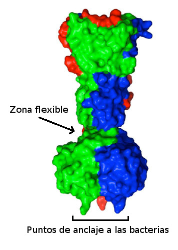 Estructura de las proteínas de anclaje a la pared bacteriana