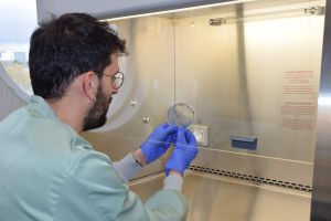 El investigador Javier de la Fuente observando una placa con bacterias en el CNB