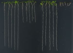Las plantas con raíces largas muestran un crecimiento con normalidad en un medio sin arsénico. Aquellas que detectan y procesan el compuesto tóxico reducen su crecimiento para sobrevivir, mientras que las que no son capaces de procesarlo se intoxican y terminan muriendo (dcha). 