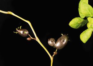 Fotografía de una planta de patata mutante en el gen BRANCHED1b (BRC1b) con tubérculos aéreos tras seis semanas de crecimiento.