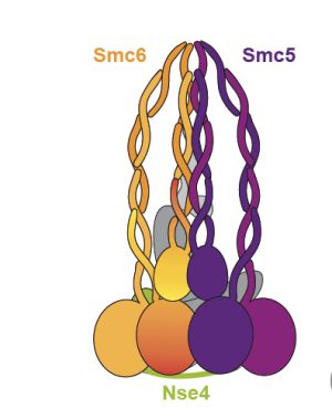 Representación de la estructura de SMC5/6