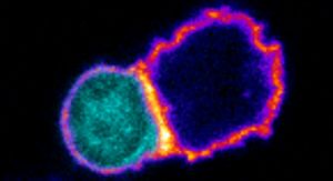 Formación de una sinapsis inmune (activación de linfocito T CD8+ por parte de un linfocito T CD4+P, que ha capturado bacterias que expresan un antígeno reconocido por el T CD8+)