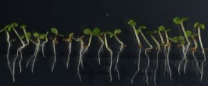 Imagen de plántulas de Arabidopsis creciendo en condiciones de cultivo in vitro. 
