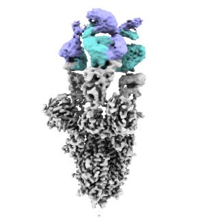 Imagen obtenida por criomicroscopía electrónica de la proteína Spike del virus SARS-CoV2 (en gris) con el nuevo anticuerpo unido (cadena pesada en azul y ligera en violeta). 