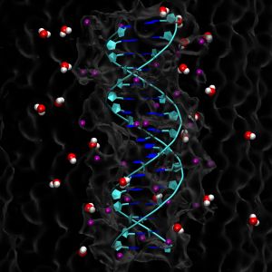 Reconstruction of a DNA double helix in aqueous solution