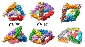Caracterización estructural de jaulas proteicas de ‘origami’ utilizando microscopía electrónica.