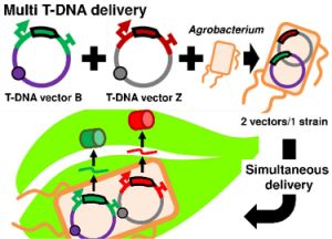 Next-generation binary T-DNA vectors for (plant) synthetic biology