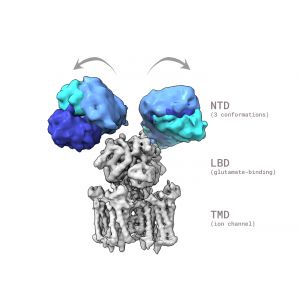 Imagen de criomicroscopía del receptor AMPA GluA1mostrando al estructura y flexibilidad de los dominios  NTD. 