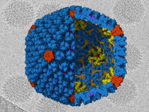 Estructura del adenovirus 41 obtenida a partir de imágenes de crio-microscopía electrónica. Se muestran las proteínas de las caras en azul, de los vértices en rojo, y las diferentes proteínas cemento en varios colores. 